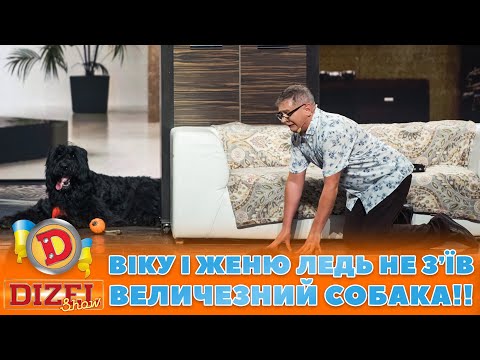 🙈 ВІКУ І ЖЕНЮ ЛЕДЬ НЕ ЗʼЇВ 🐶 ВЕЛИЧЕЗНИЙ СОБАКА!! 😱 | ГУМОР ICTV 2023