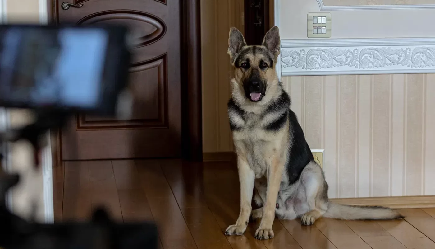 вљЎ Стартовали съемки продолжения сериала Возвращение Мухтара (23.07.2024)